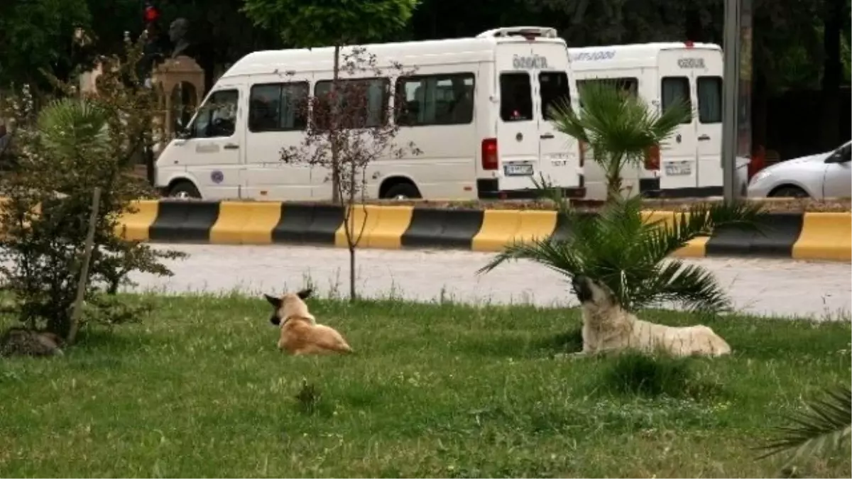 Kilis\'te Sokak Köpekleri Sorun Hale Geldi