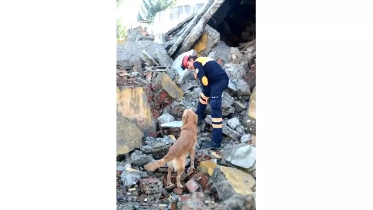 Sokaklardan Kurtulup Arama-Kurtarma Köpeği Oldular