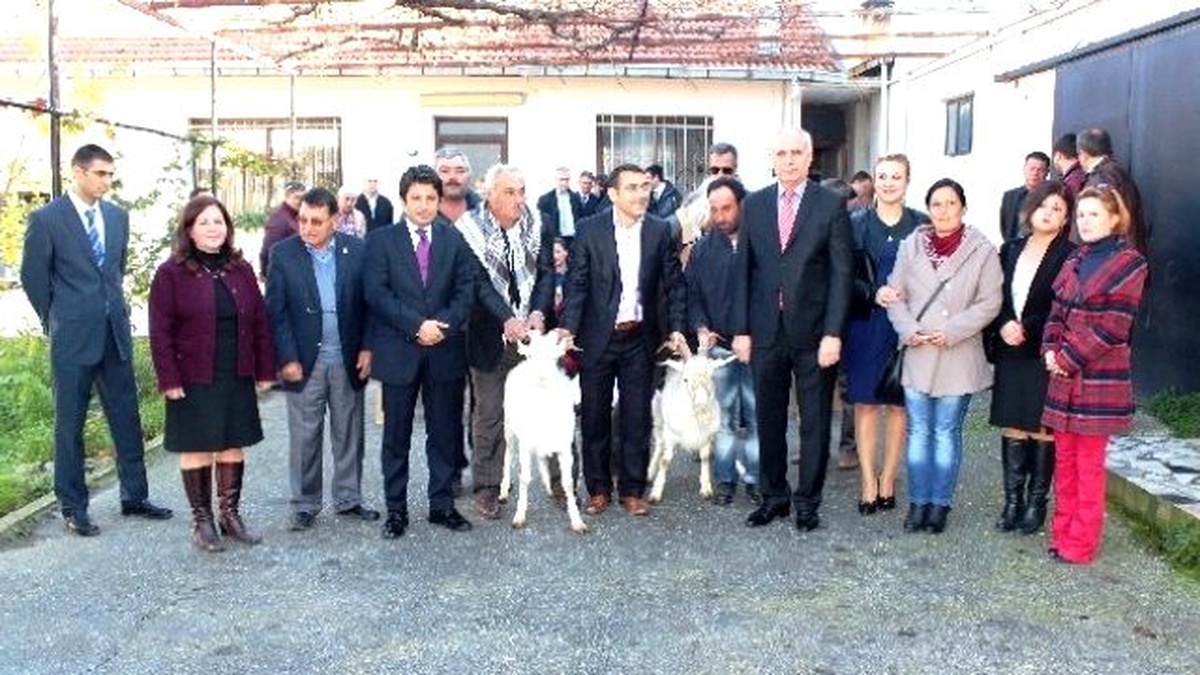 Urla\'lı Keçi Yetiştiricisine "Saanen" Takviyesi