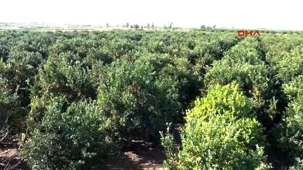 Adana Türkiye, Ortadoğu\'daki Narenciye Pazarını Kaybetti