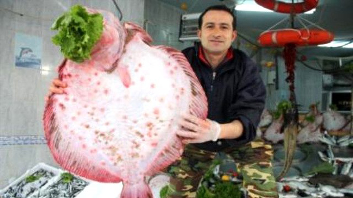 Kalkan Balığının Kilogramı 100 Lirayı Buldu