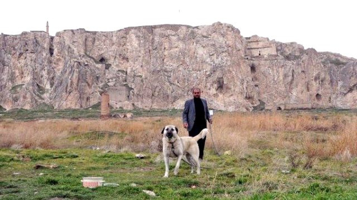 Van Kalesi\'ni Kangal Köpeği \'Taysın\' Koruyor