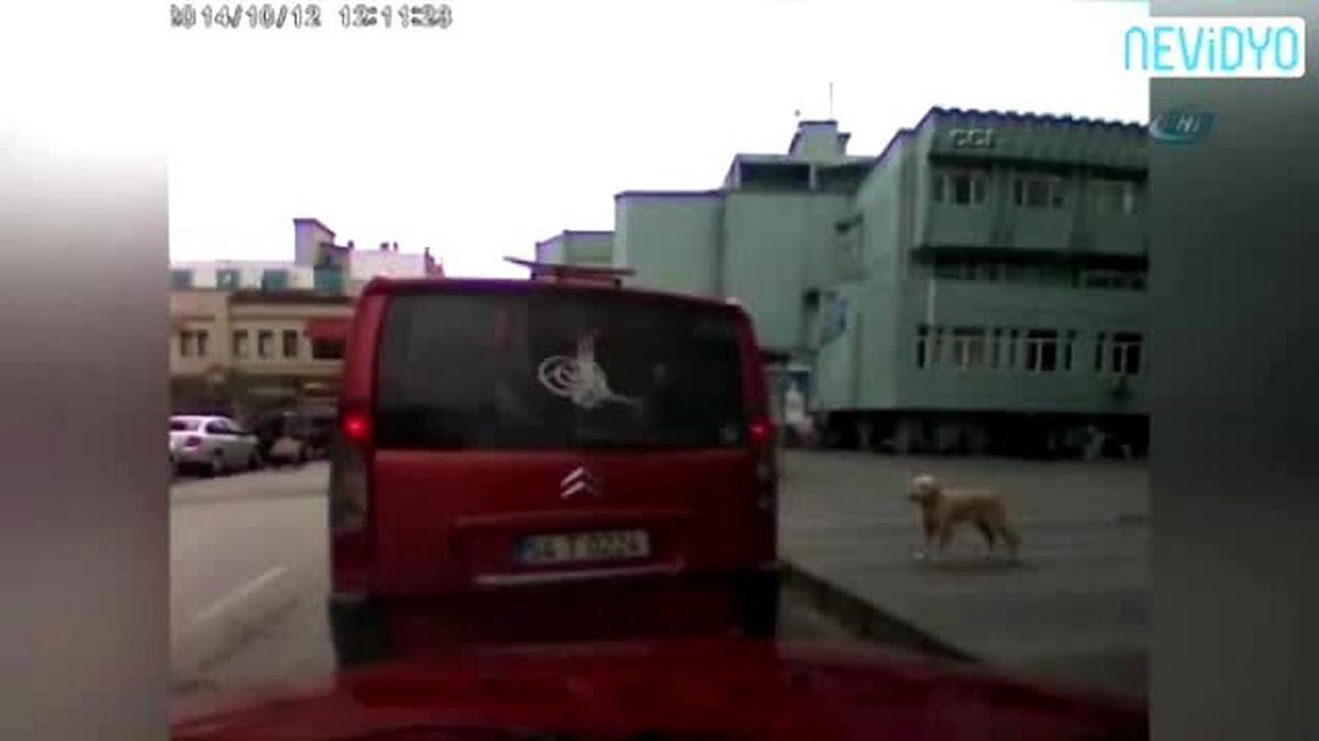 Köpek Yolcu Olursa...
