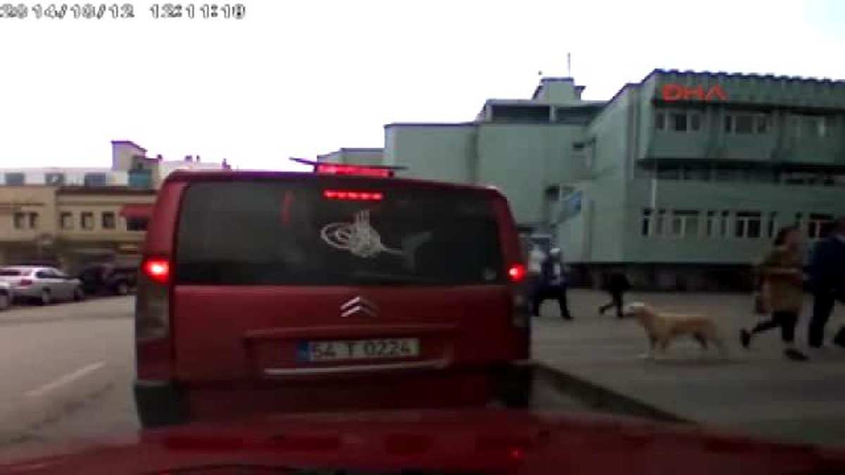 Sakarya Köpeğin Dolmuşta Yolculuk Etme Merakı