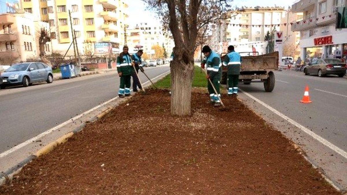 5 Bin Adet Gül Fidanı Dikiliyor