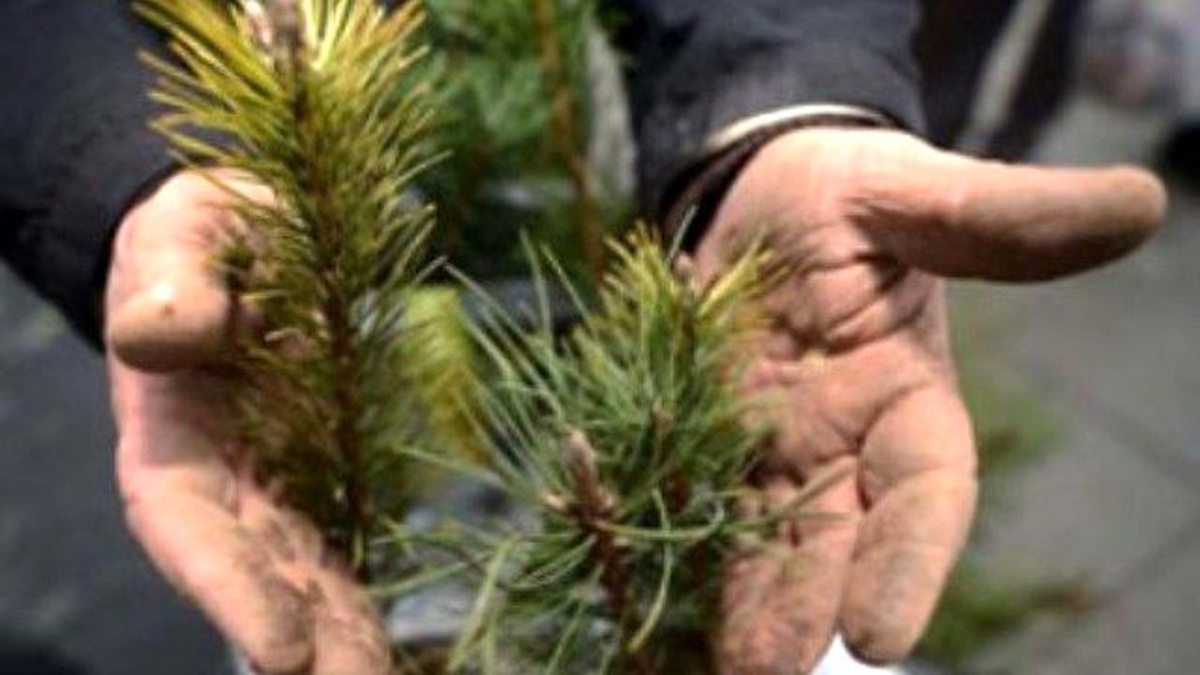 "Yılbaşında Ağaç Kesmeyin, Fidan Dikin" Çağrısı