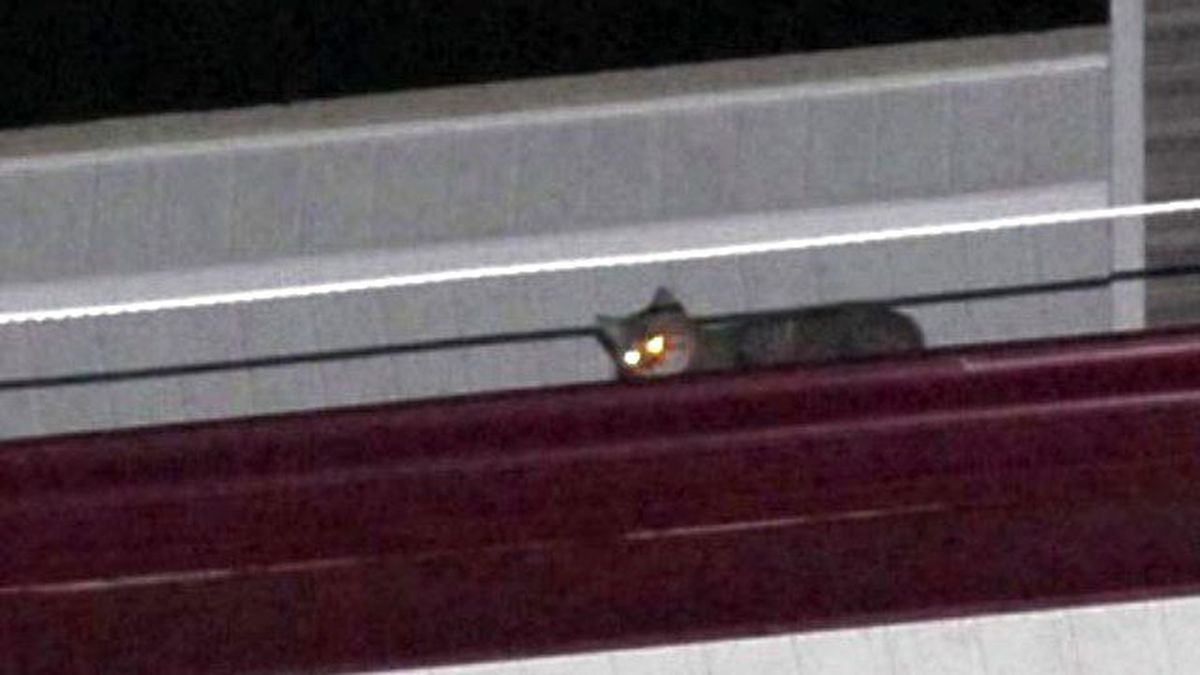 Çatıda Mahsur Kalan Kedi İçin Seferber Oldular