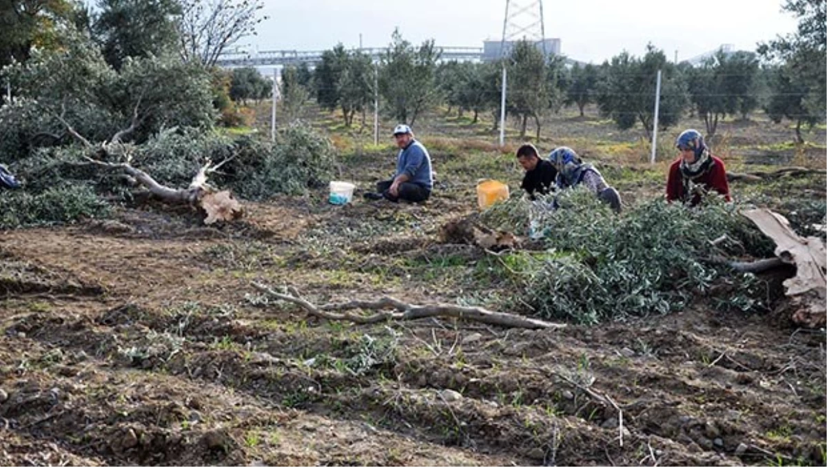 Danıştay Yırca\'ya Santral İçin Alınan Kamulaştırma Kararını İptal Etti