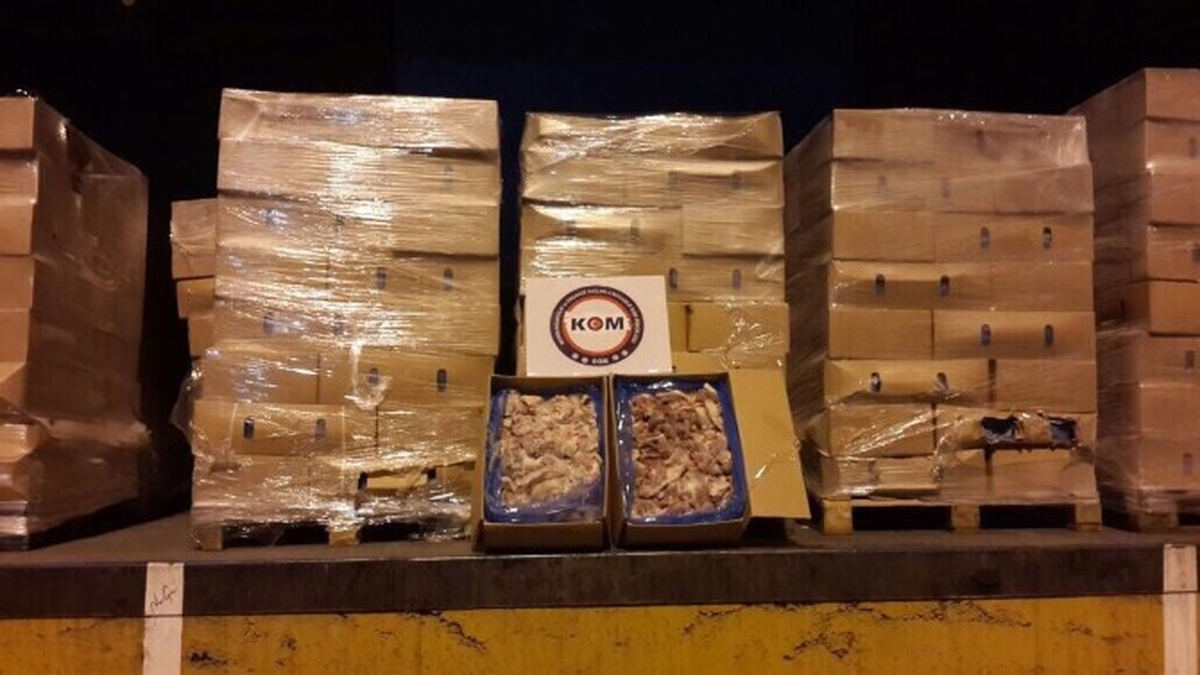 Kırmızı Et Operasyonunda İkinci Dalga