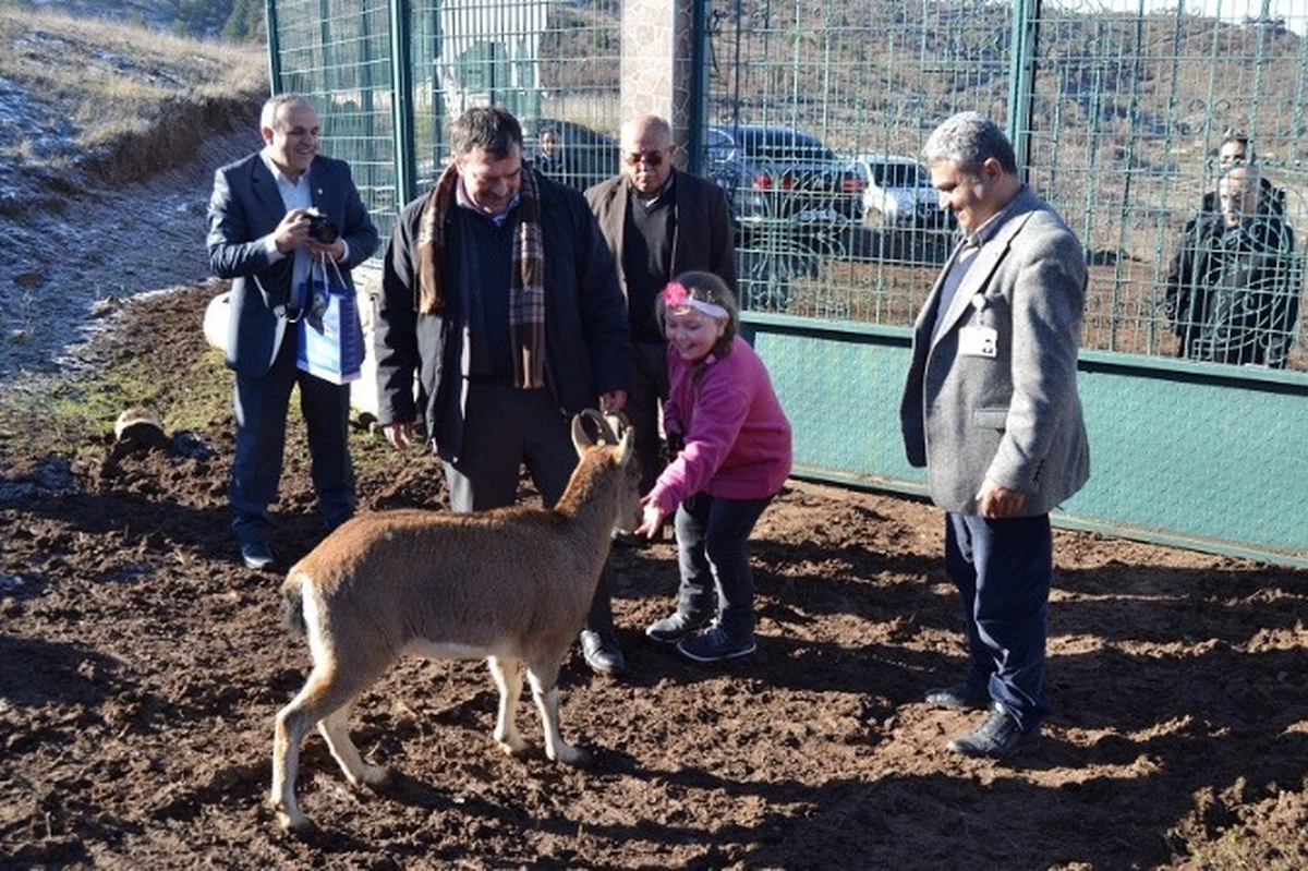 Melek, Çarlisiyle Buluştu