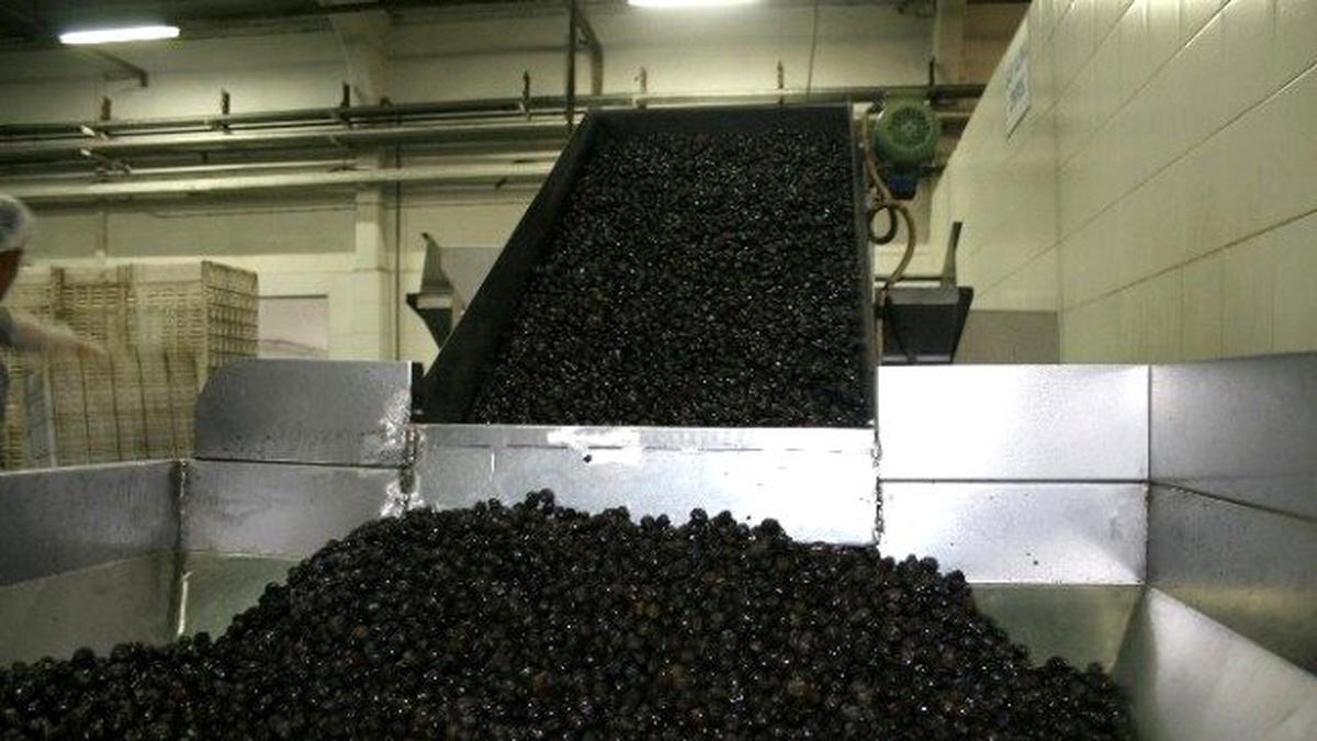 Zeytinyağı Fiyatları Uçmayacak