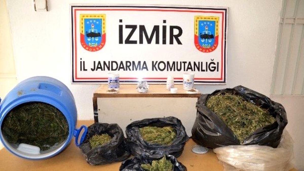 Tarlada Esrar Yetiştiren Zanlı Yakalandı