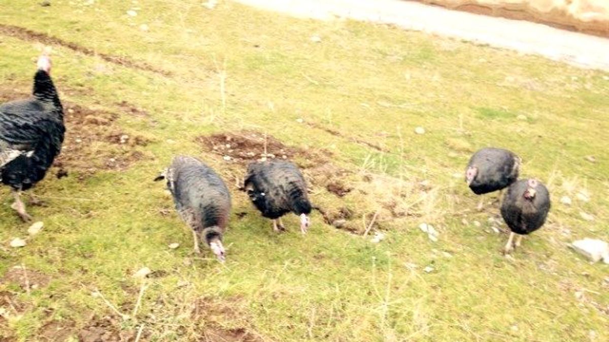 Tarım Müdürlüğü Çiftçilere Hindi Dağıttı