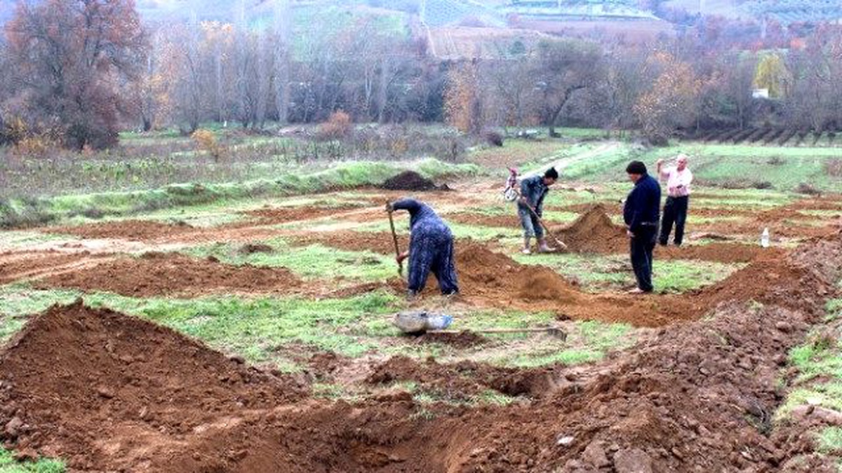 Üzümde Fiyat Düşüklüğü Çiftçileri Cevize Yöneltti