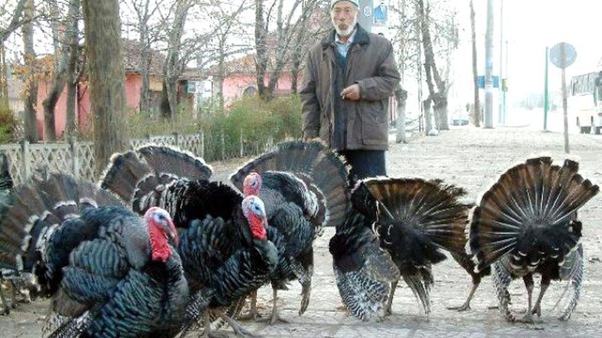 Yılbaşı Hindileri Satışta