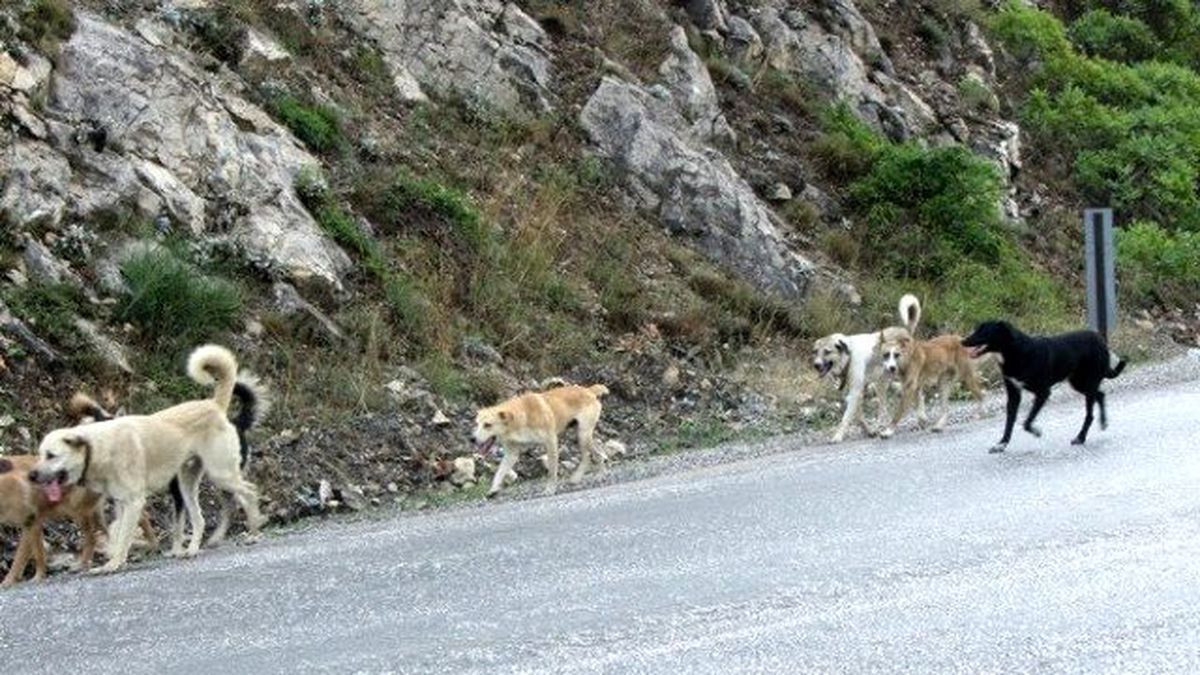 Başı Boş Köpekler Tehlike Saçıyor