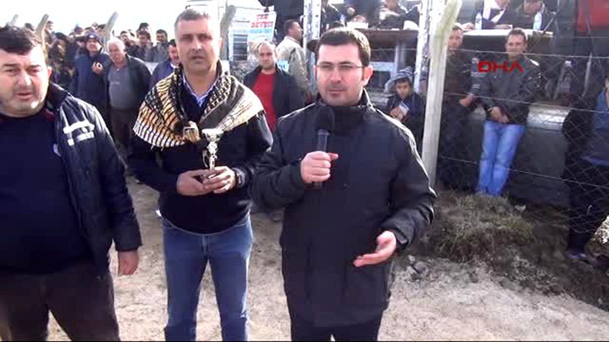 Bergama\'da Deve Güreşi Heyecanı