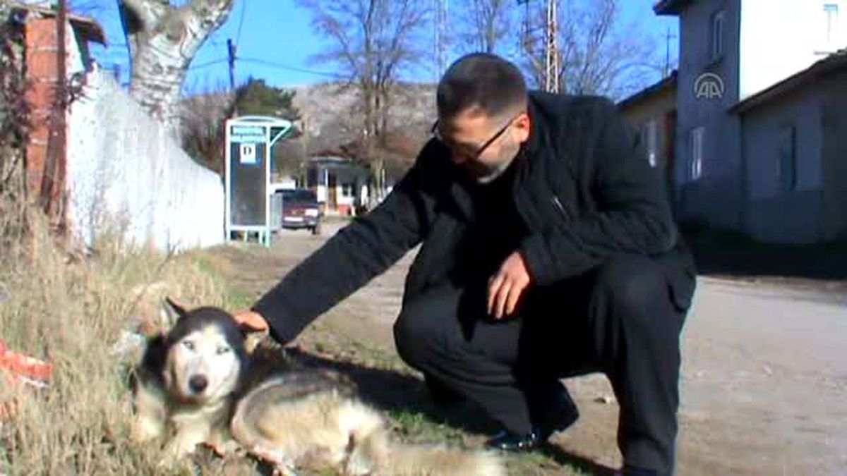 Bu Köyde Kedilerin En Büyük Dostu 'Tomas'