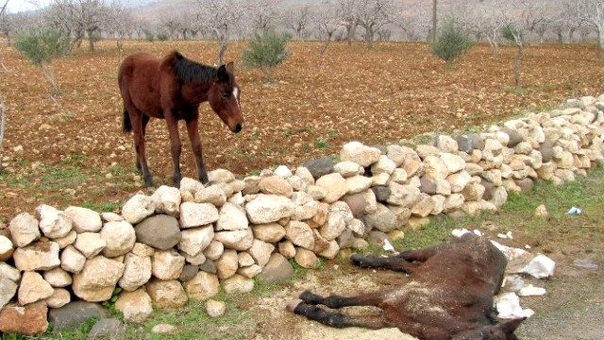 Telef Olan Atın Yavrusu, Annesinin Başından Ayrılmadı