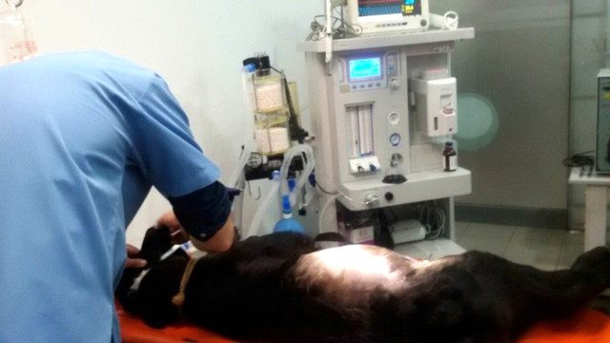 Yaşamaz" Denilen Buzağı Ameliyatla Kurtuldu