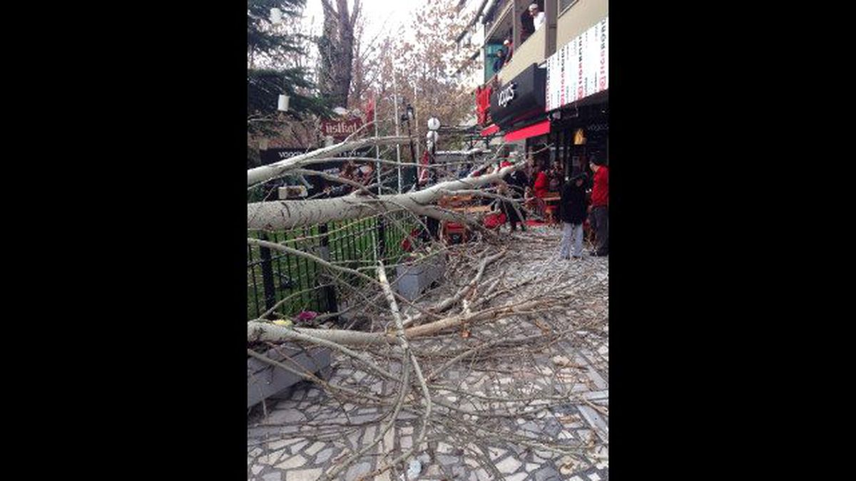 Etkili Olan Rüzgar Kuğulu Park\'taki Ağacı Devirdi