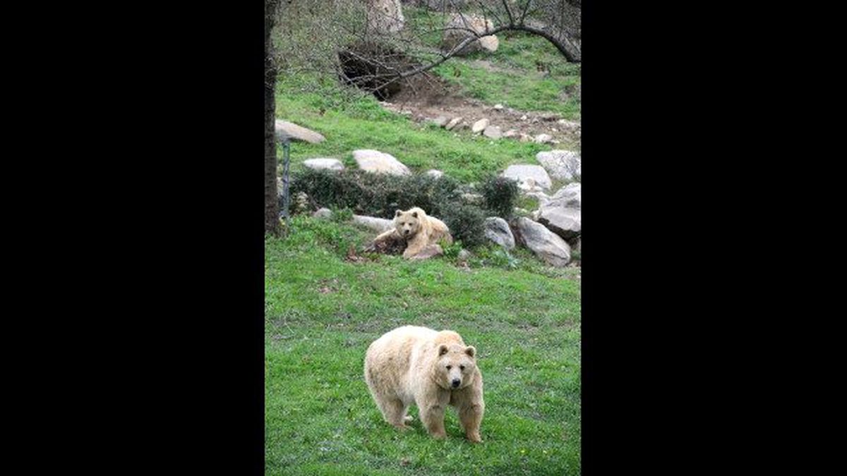 Hayvanat Bahçesini Orman Sanan Ayı Kış Uykusu İçin Kendine İn Kazdı