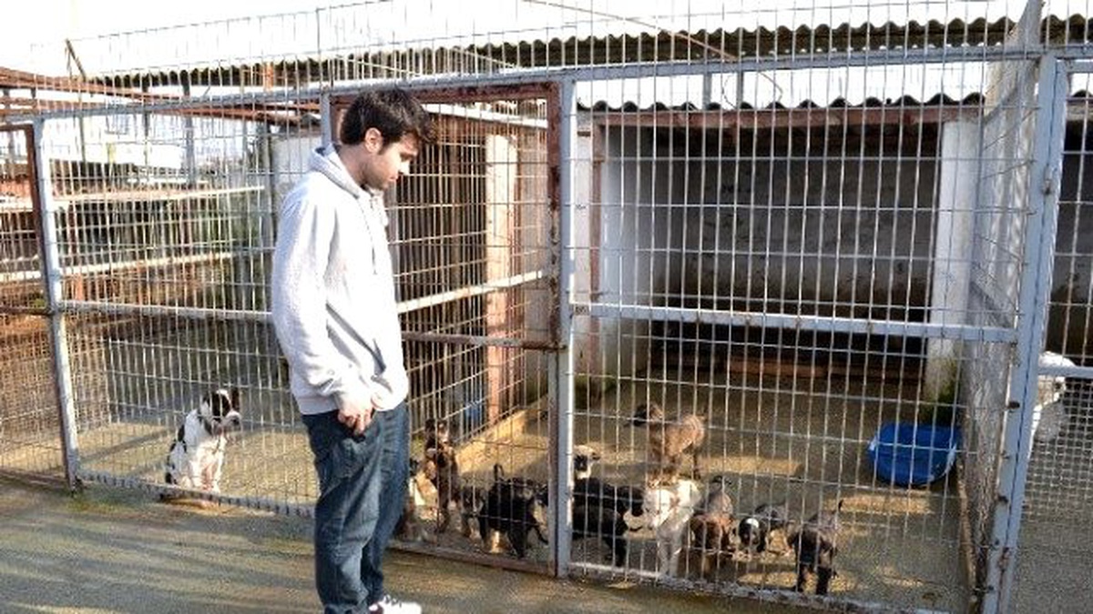 Keşan Hayvan Barınağı\'nda, 2014\'te 260 Hayvan Kısırlaştırıldı
