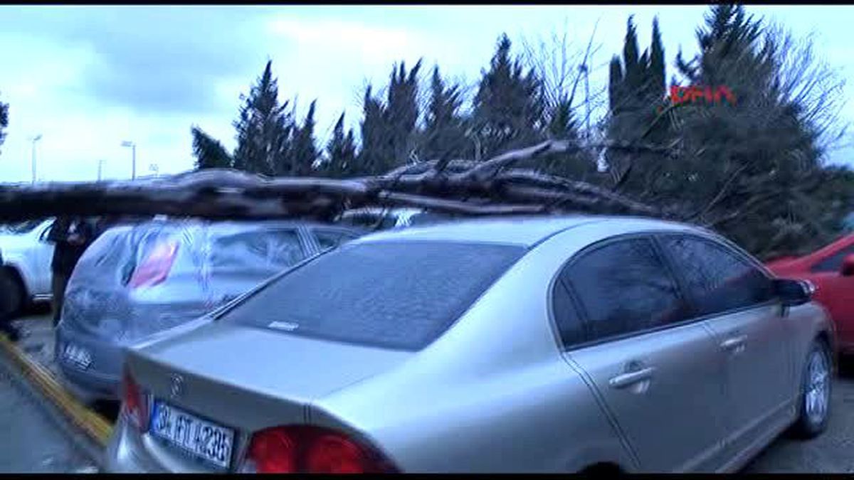 Lodosun Devirdiği Ağaç 3 Aracın Üzerine Düştü