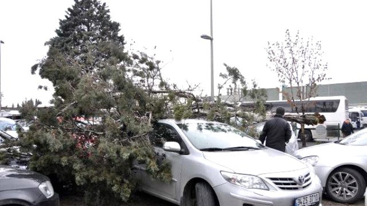 Lodosun Söktüğü Ağaç Park Halindeki 3 Otomobilin Üzerine Düştü