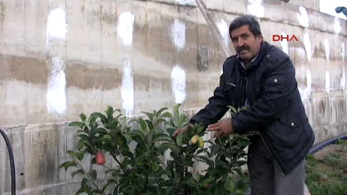 Silifke\'de Kış Ortasında Yaz Elması Hasadı Yapıldı