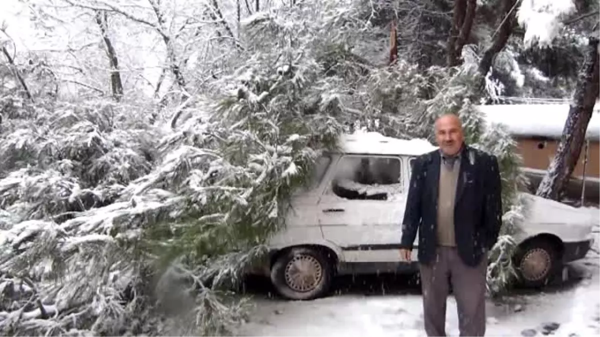 Bilecik\'te Kırılan Ağaç Otomobilin Üzerine Devrildi