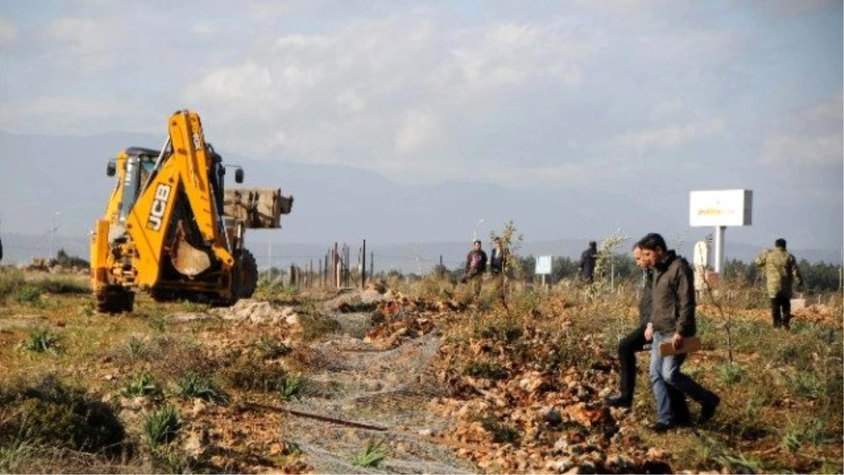 Hazine Arazisi Üzerinde Bulunan 800 Zeytin Fidanı Polis Nezaretinde Tek Tek Söküldü