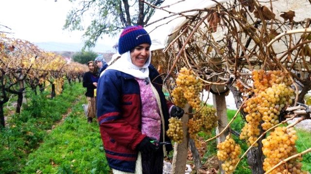 Üzüm Sezonunu Pasta Keserek Tamamladı