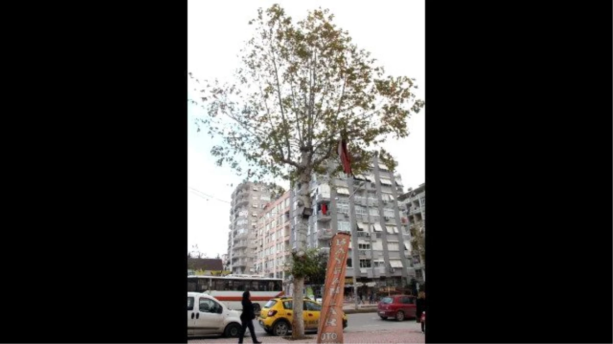 Ağaçtaki Türk Bayrağı Sahipsiz Kaldı