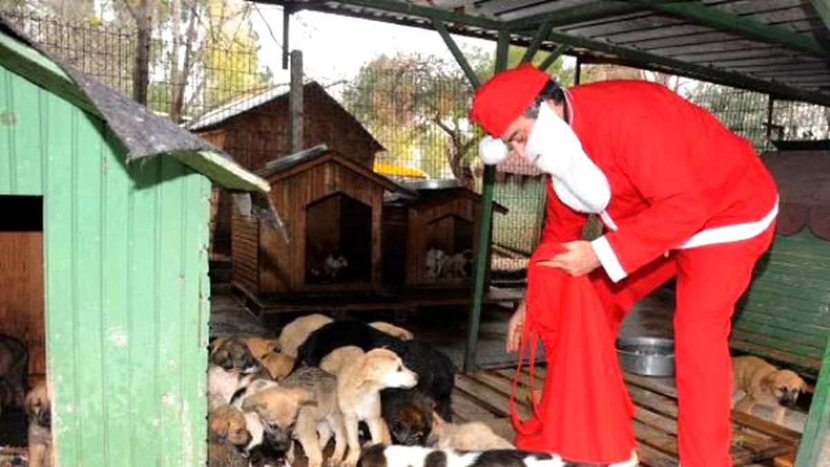Noel Baba, Sokak Hayvanlarına Mama Verdi