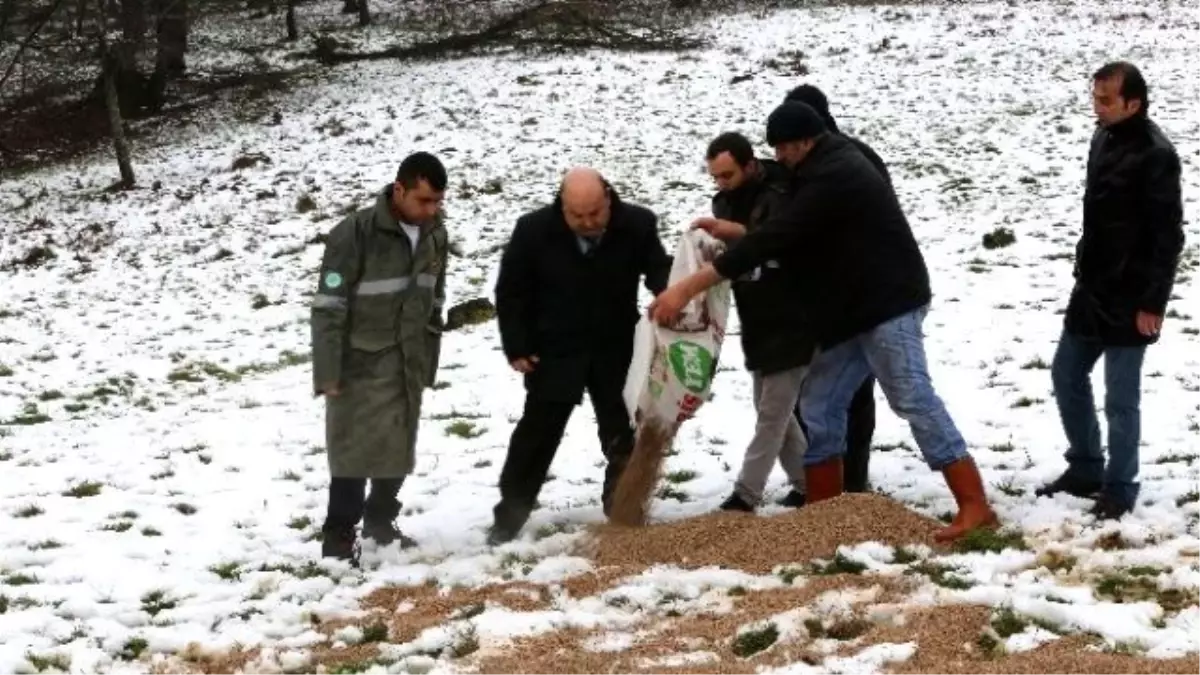 Geyikler İçin Belgrat Ormanı\'na Yem Bırakıldı