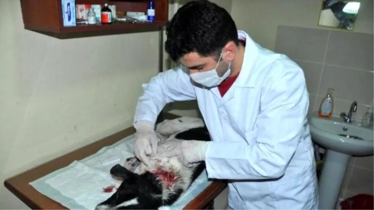 Av Tüfeği ile Vurulan Köpeği Tedavi Ettirdi