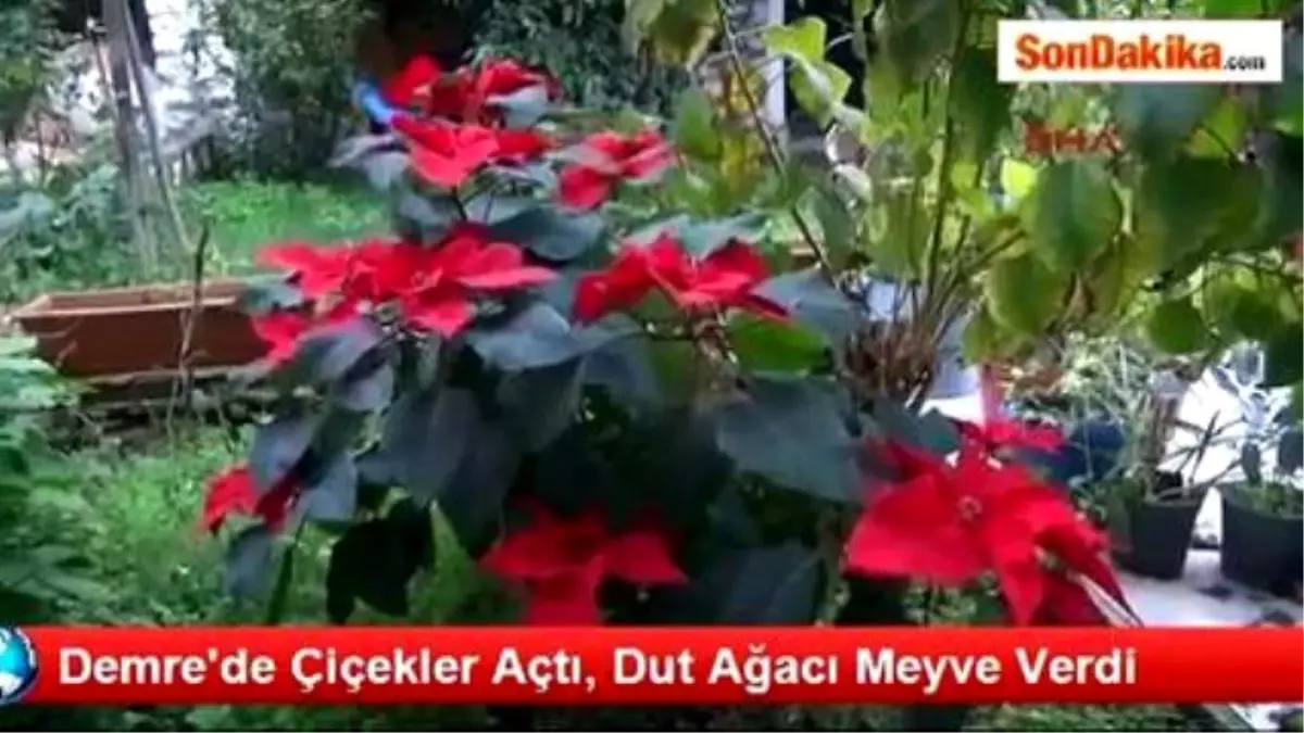 Demre\'de Çiçekler Açtı, Dut Ağacı Meyve Verdi