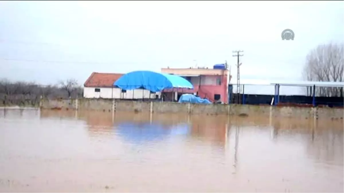 Gediz Nehri Taştı, Binlerce Hayvan Telef Oldu