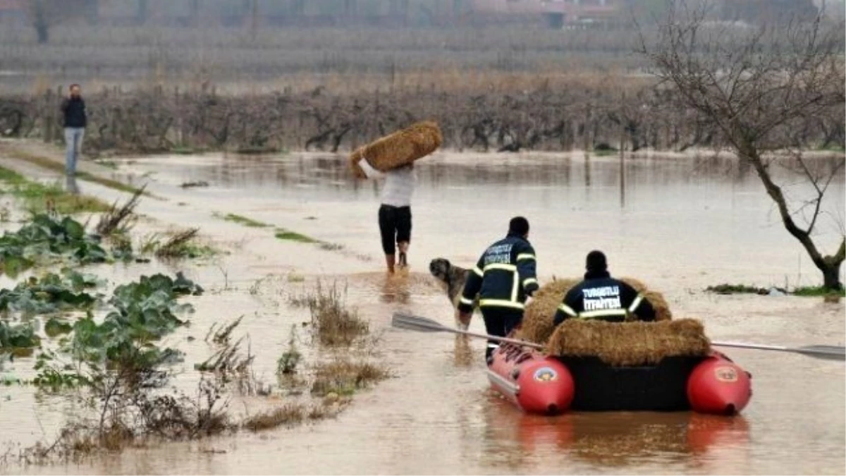 Gediz Nehri Taştı, Hayvanlar Mahsur Kaldı