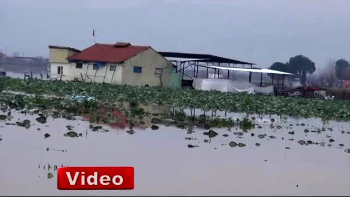 Gediz Nehri Taştı, Hayvanlar Mahsur Kaldı