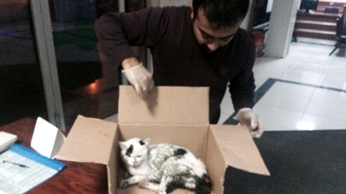 Vatandaşın Kedi Seferberliği