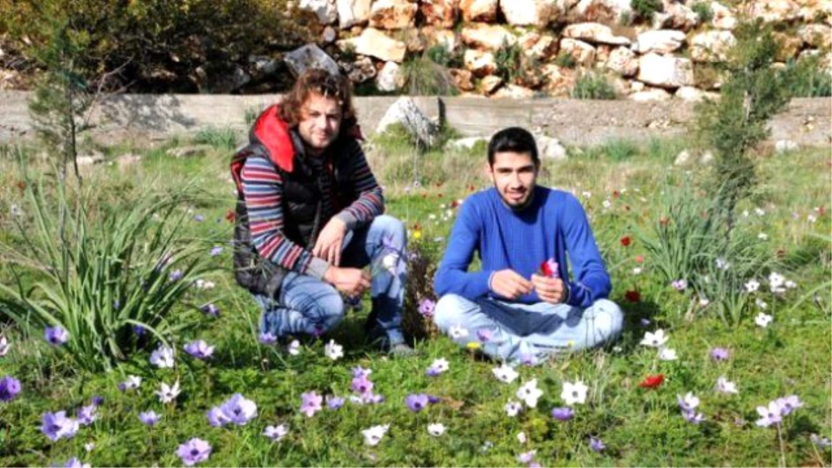 Antalya\'da Dut Ağacı Meyve Verdi, Kırklareli Soğuğa Teslim Oldu
