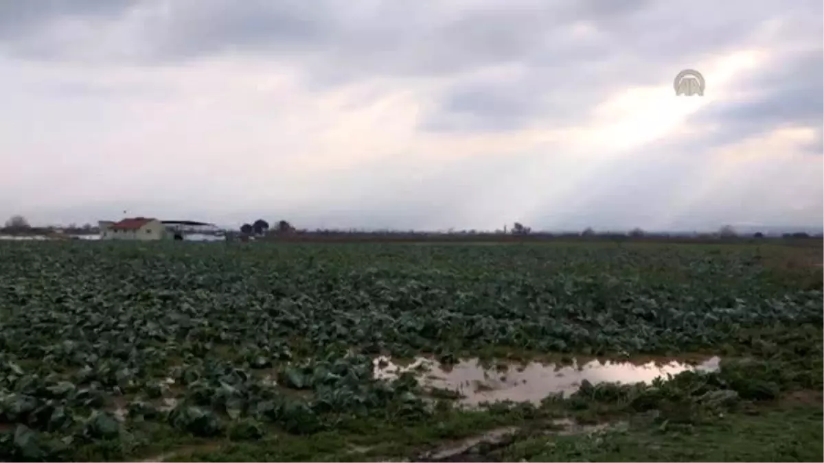 Manisa Valisi Bektaş, Turgutlu Ovasında İncelemelerde Bulundu