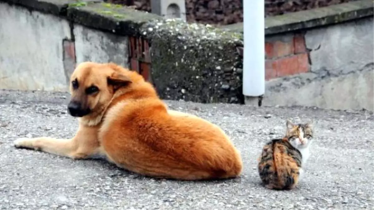 Kedi ile Köpek Birlikte Güneşlendi