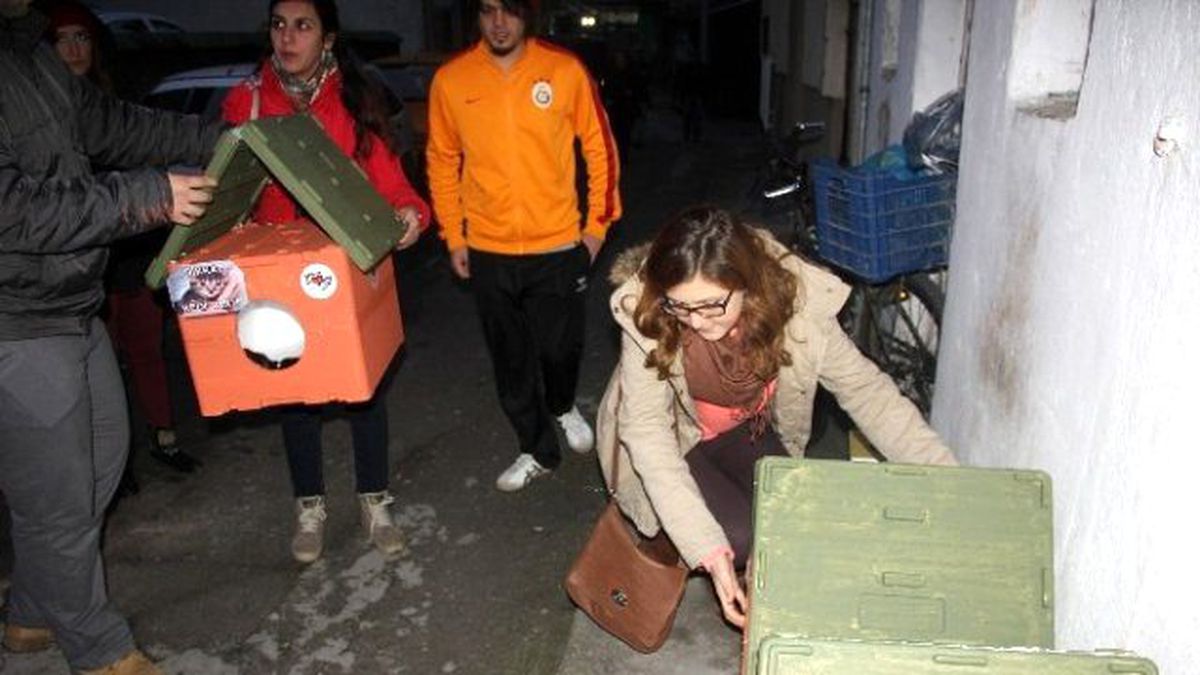 Bartın\'daki Sokak Hayvanları Evlerine Kavuştu