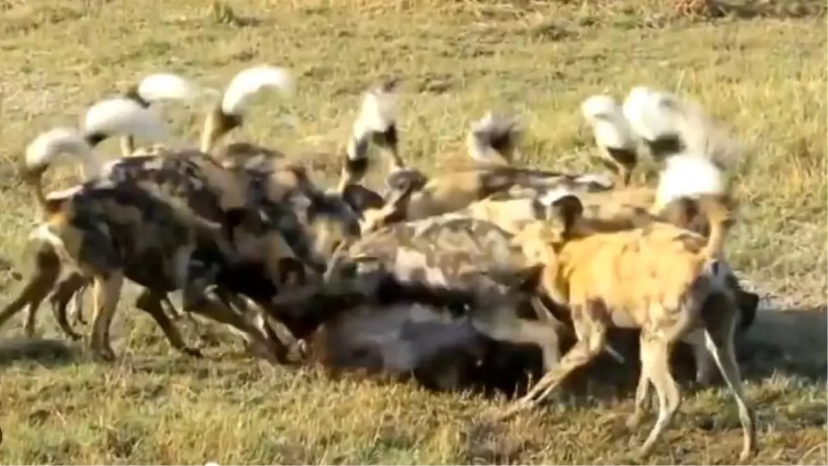 Köpek Sürüsü, Yakaladıkları Domuzu Diri Diri Parçaladı