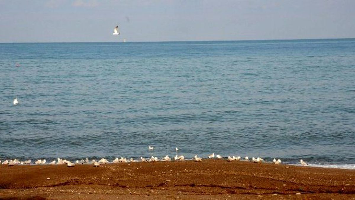 Martılar Kış Gününde Sahilde Güneşin Tadını Çıkartıyor