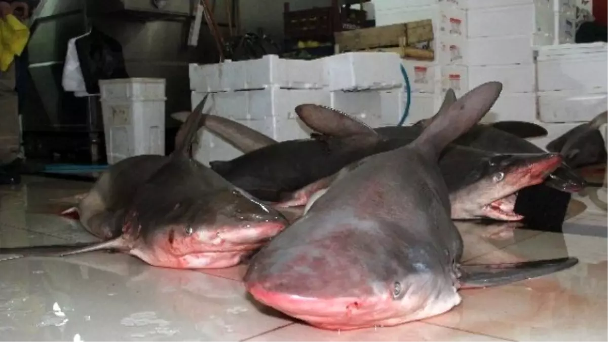 Balıkçılar, 7 Tane Dev Köpek Balığı Yakaladı