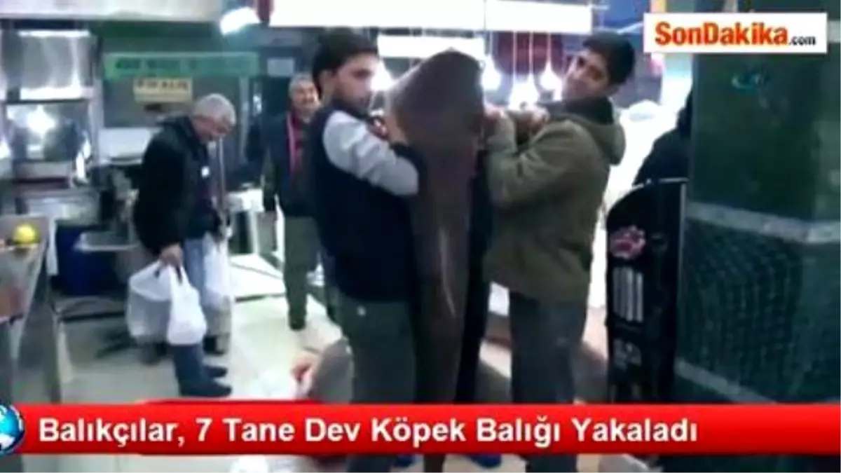 Balıkçılar, 7 Tane Dev Köpek Balığı Yakaladı